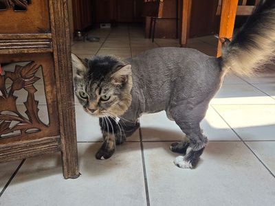 Searching for lost cat (PEPPER)