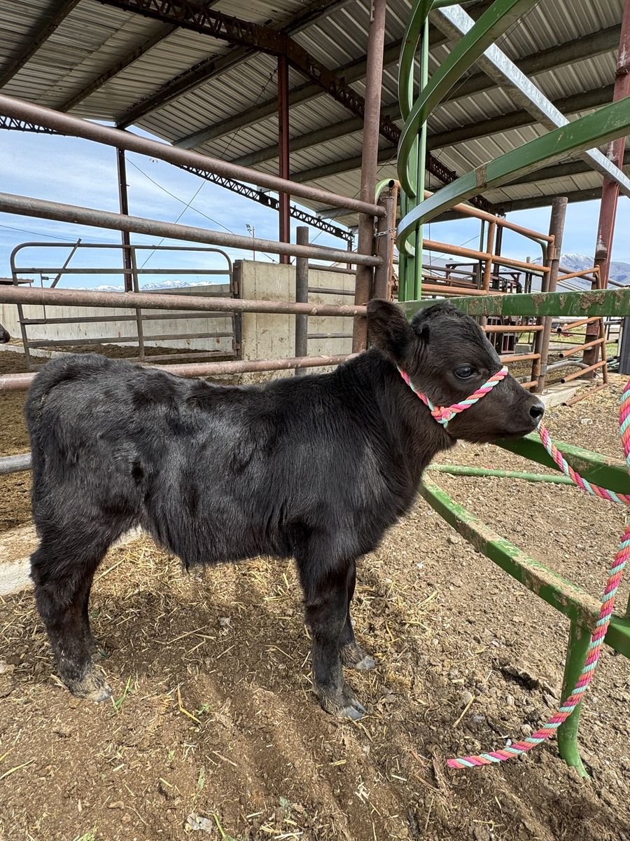 Micro Mini Highland/Highpark Bull Calf