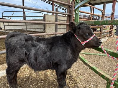 Micro Mini Highland/Highpark Bull Calf
