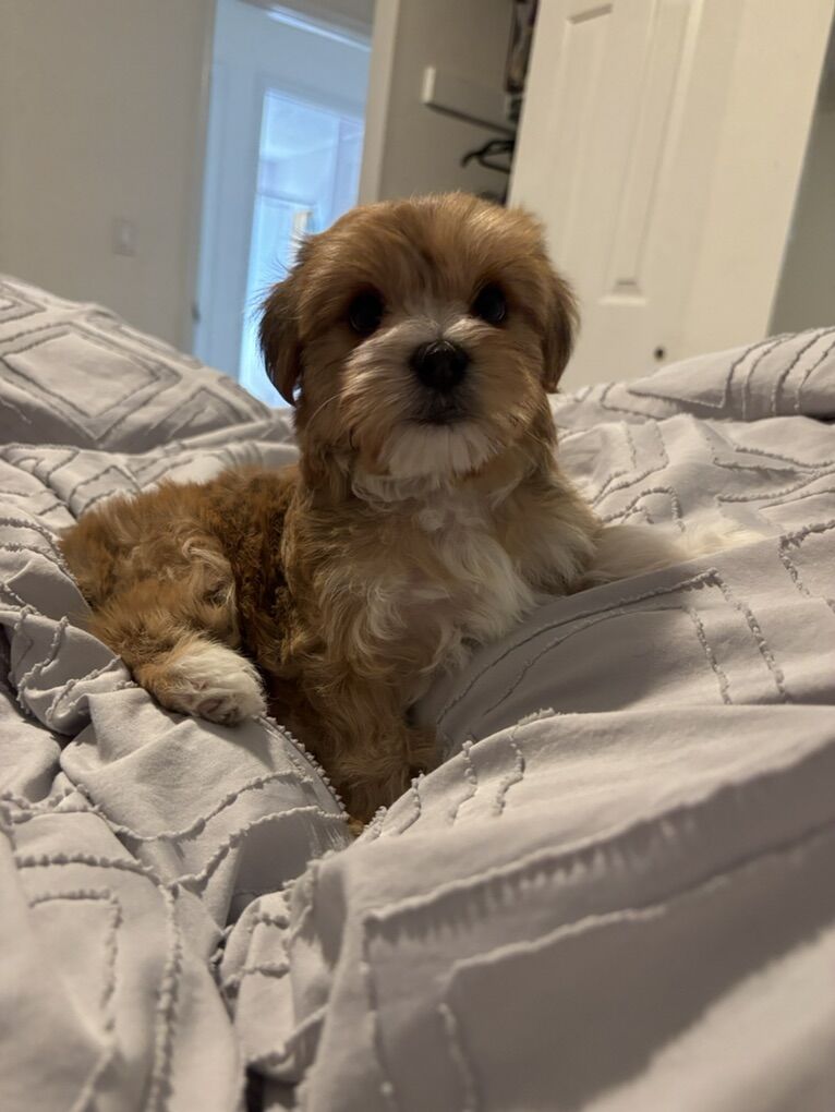 Morkie Puppies maltese Yorkie