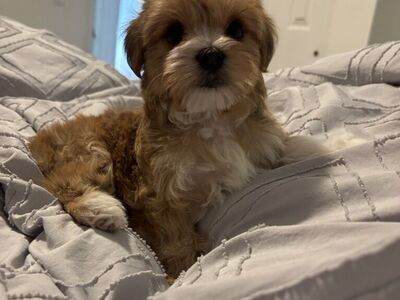 Morkie Puppies maltese Yorkie