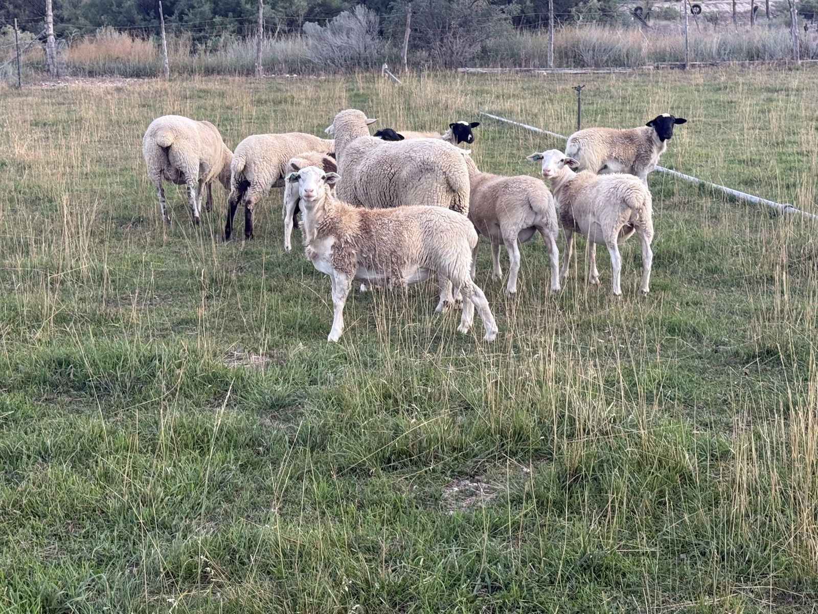 34 dorper, Rambouillet and black belly sheep