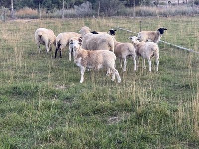 34 dorper, Rambouillet and black belly sheep