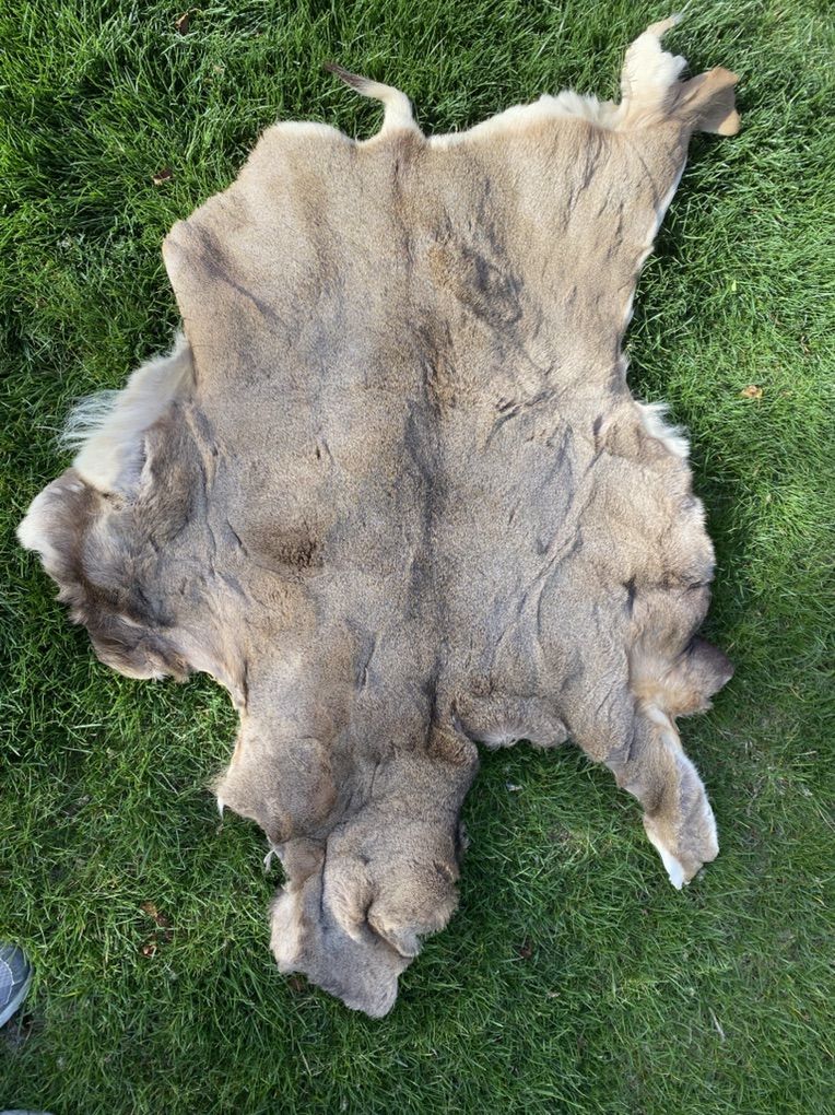 Deer Hide With Hair, Thick And Nice