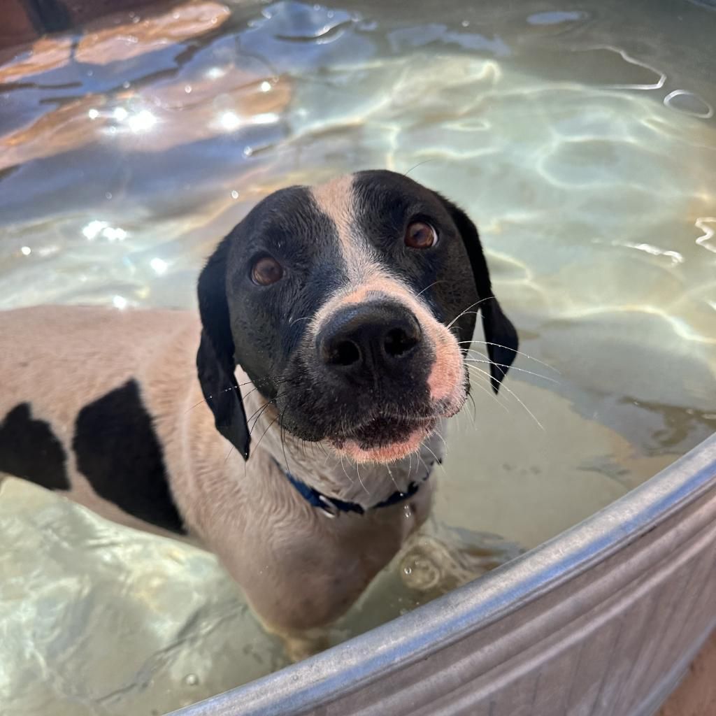 Hello my name is Boston