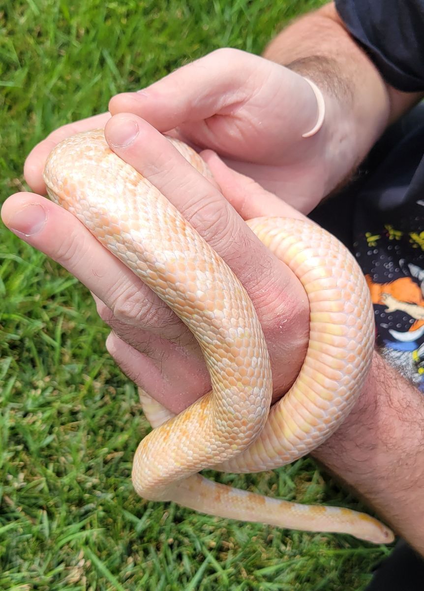 Beautiful 3ft Female Coral Snow Corn Snake