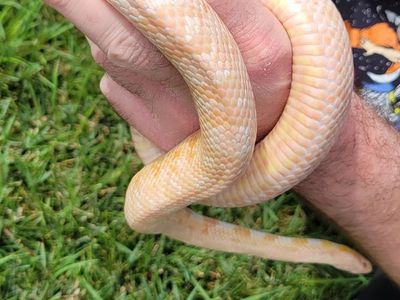 Beautiful 3ft Female Coral Snow Corn Snake