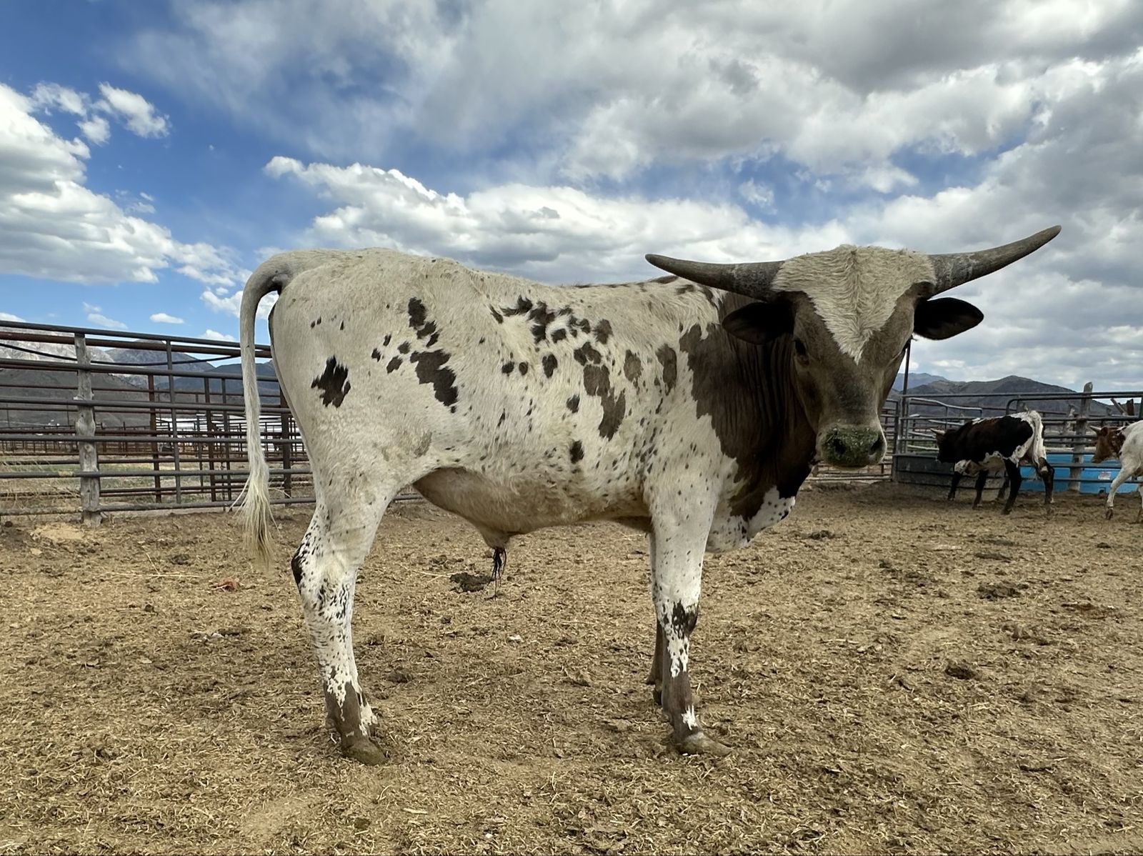 Longhorn Bull