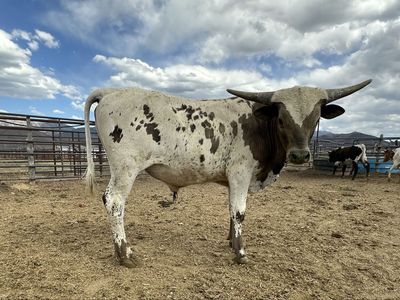 Longhorn Bull