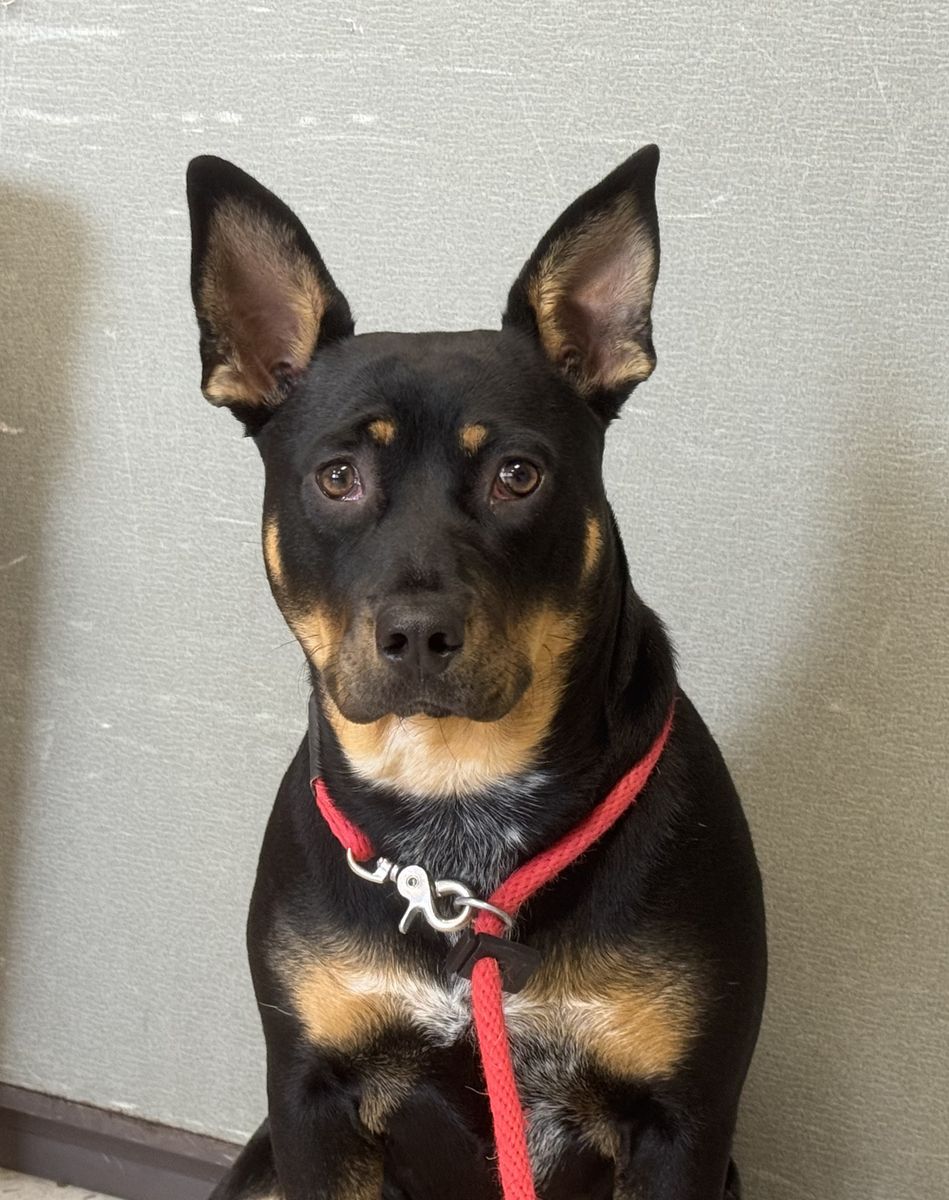 A162828 Taz Available for Adoption!