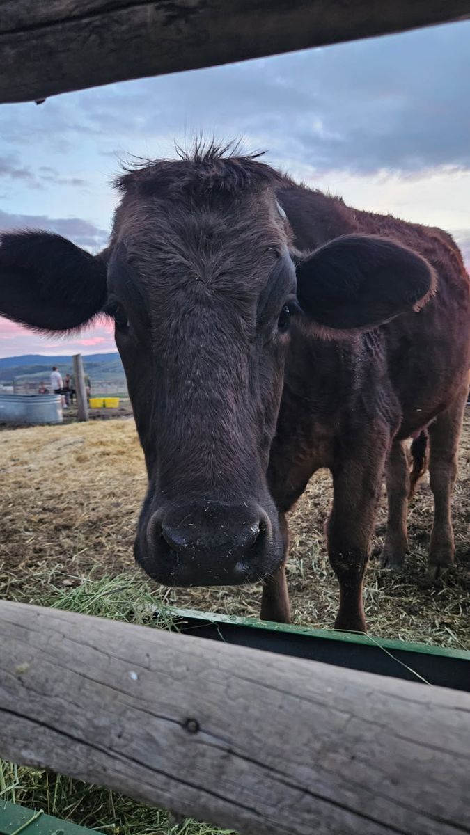 Brown Swiss milk cow