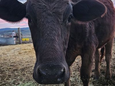 Brown Swiss milk cow