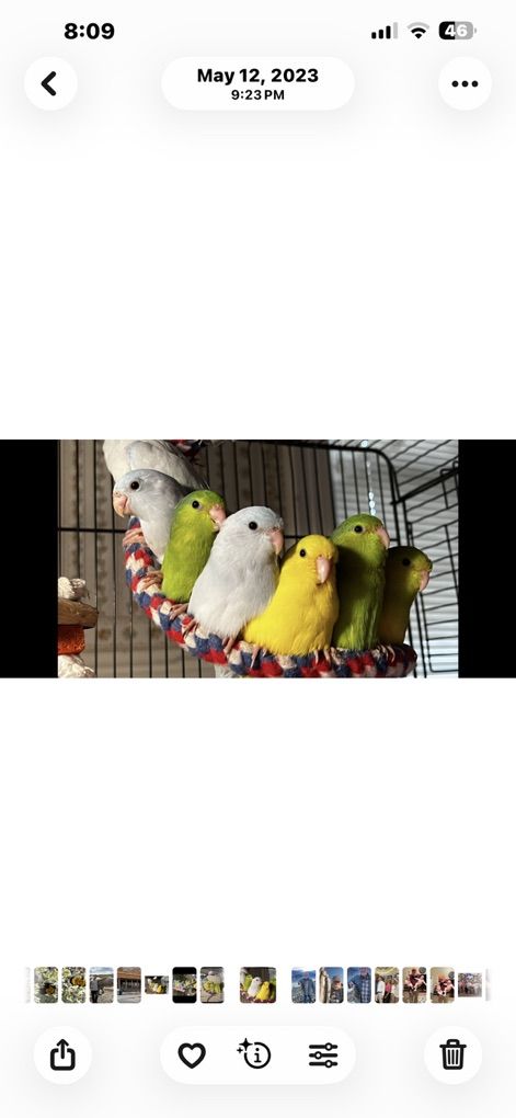 BABY TAME PARROTLETS