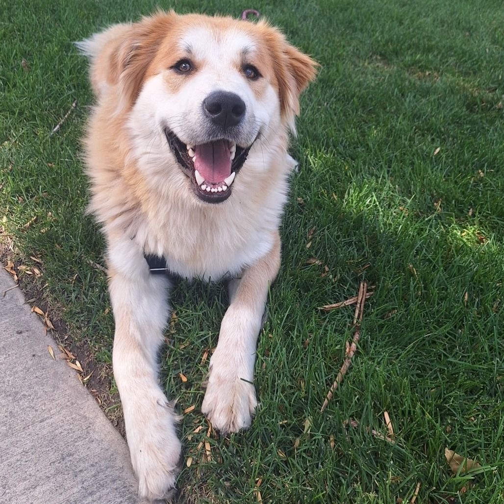 Hello my name is Kenai