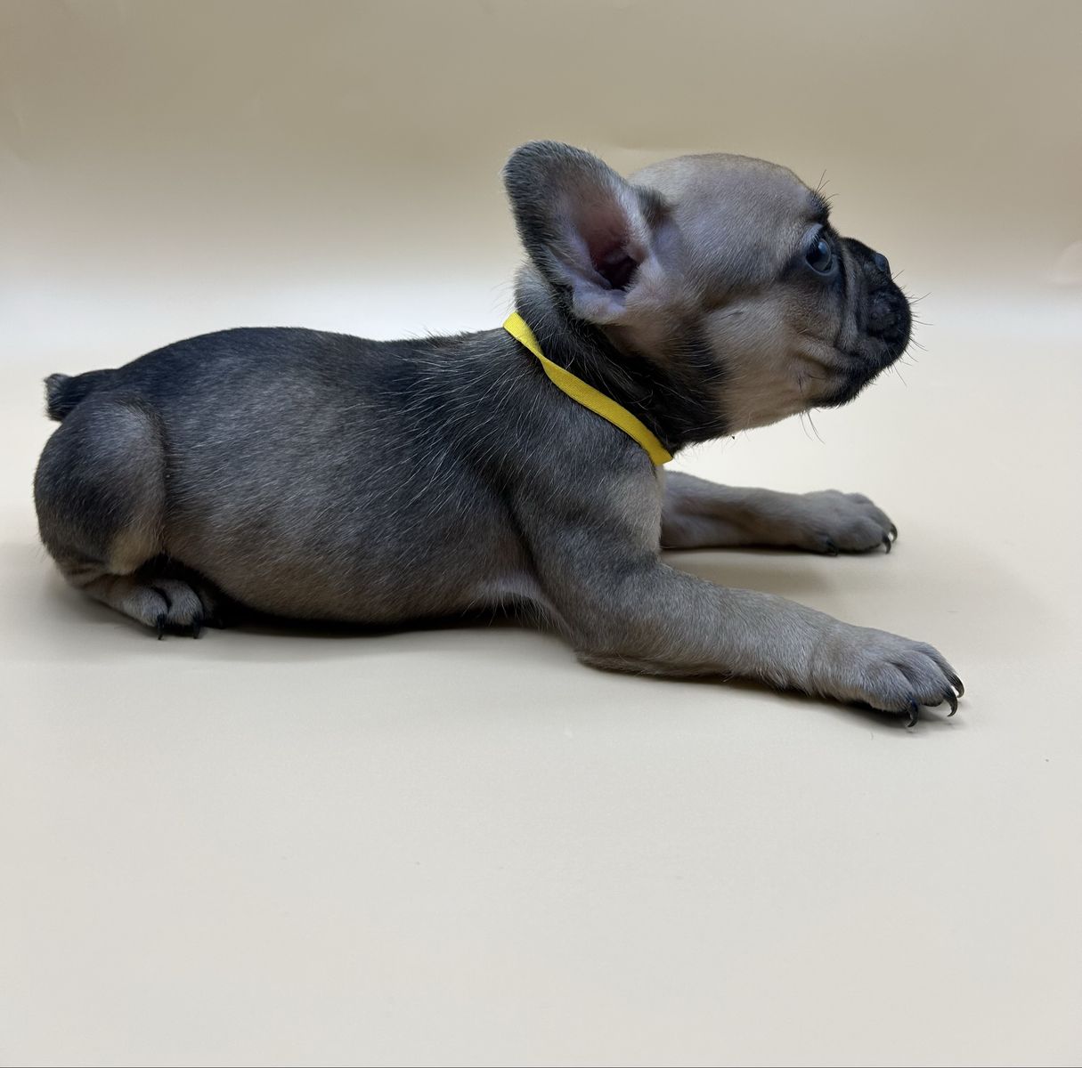 Healthy Socialized French Bulldogs