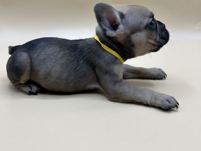 Healthy Socialized French Bulldogs