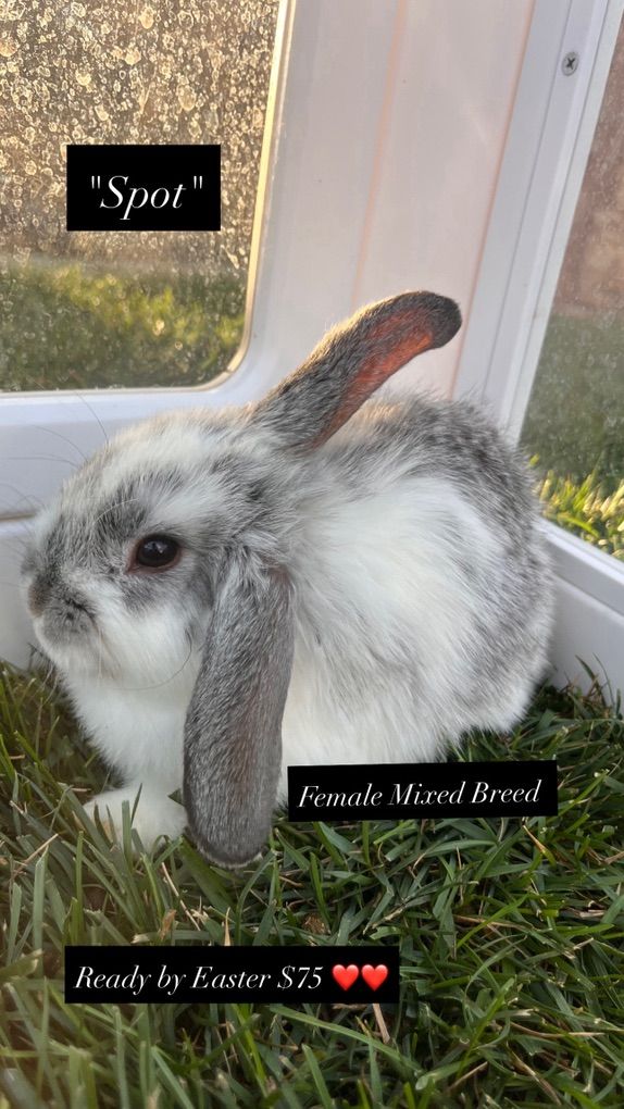 Easter Ready! Mixed breed baby bunnies