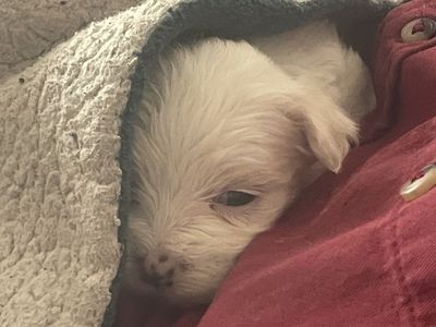 Cocker Spaniels and Maltese Luxurious puppies