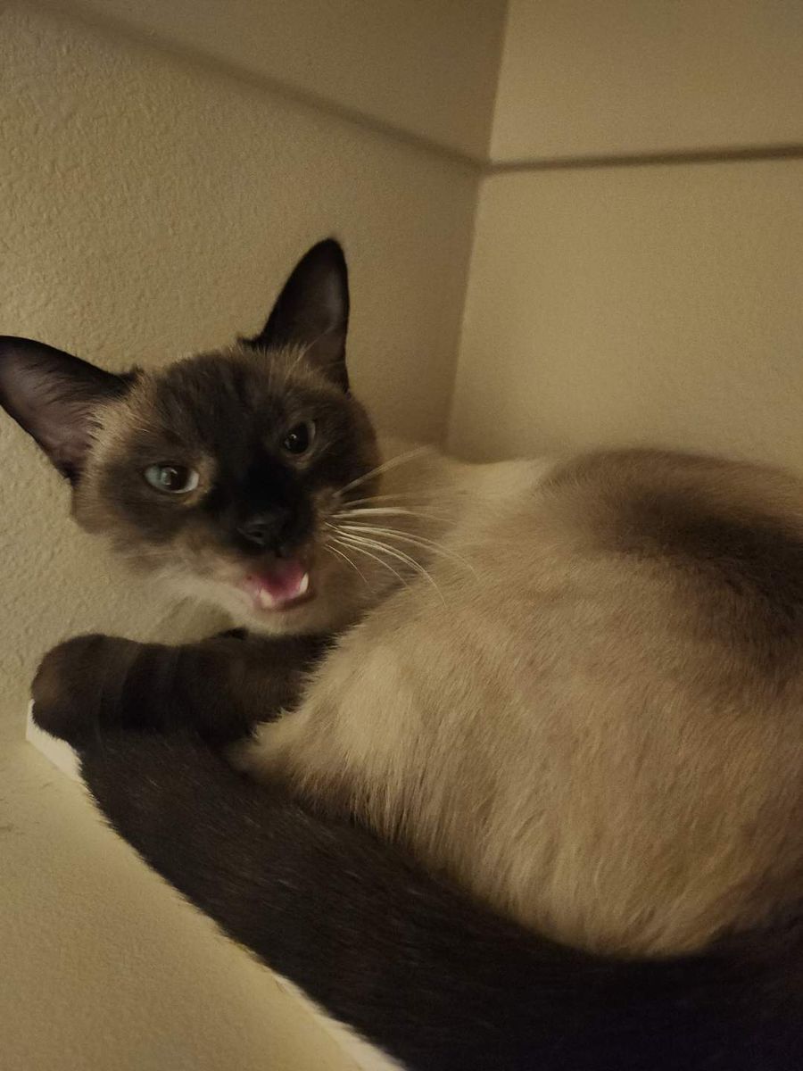 Female  spayed  available