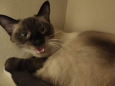 Female spayed available