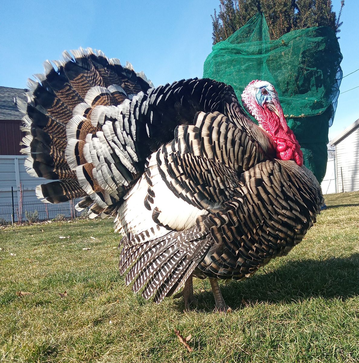 Tom Narragansett Turkey