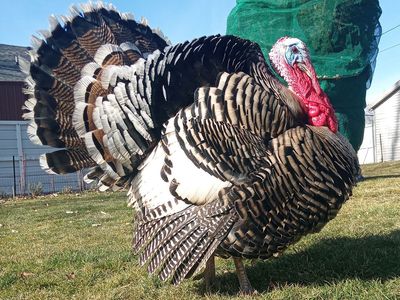 Tom Narragansett Turkey