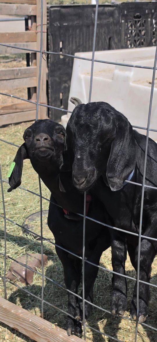 Nubian goats