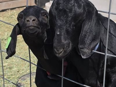Nubian goats