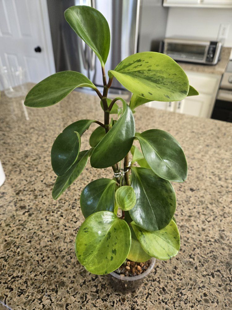 Peperomia Obtusifolia (Baby Rubber Plant)