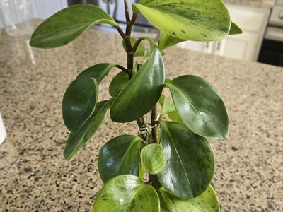 Peperomia Obtusifolia (Baby Rubber Plant)