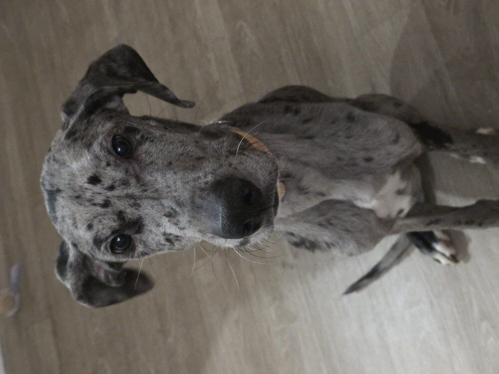 Purebred Blue Merle Great Dane Puppy 8 Months Old