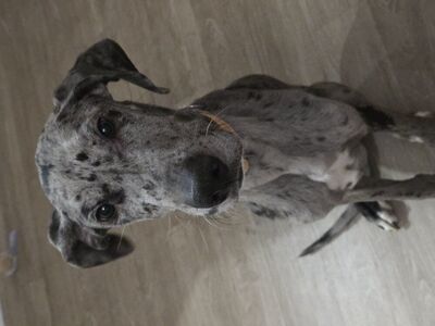 Purebred Blue Merle Great Dane Puppy 8 Months Old