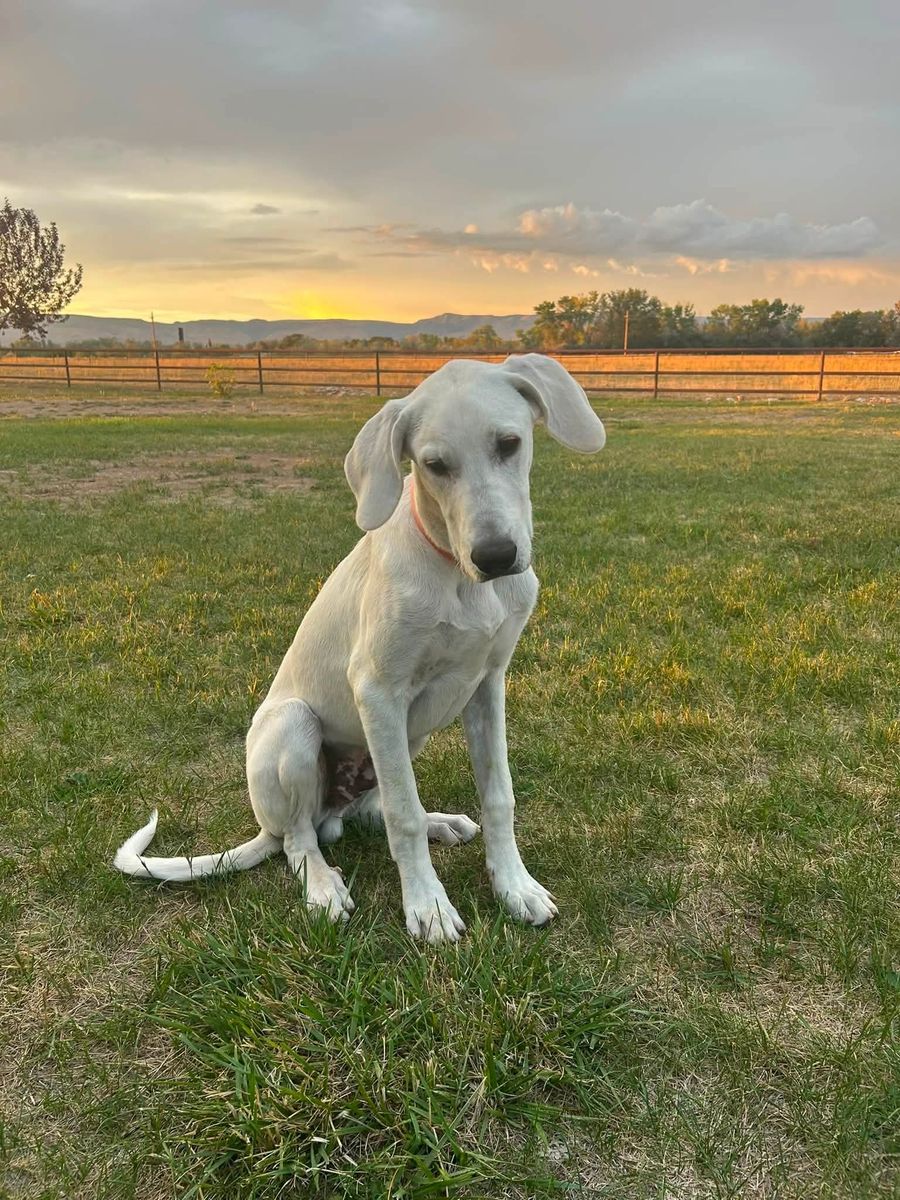 Great Pyrenees/Great Dane Mix Puppy