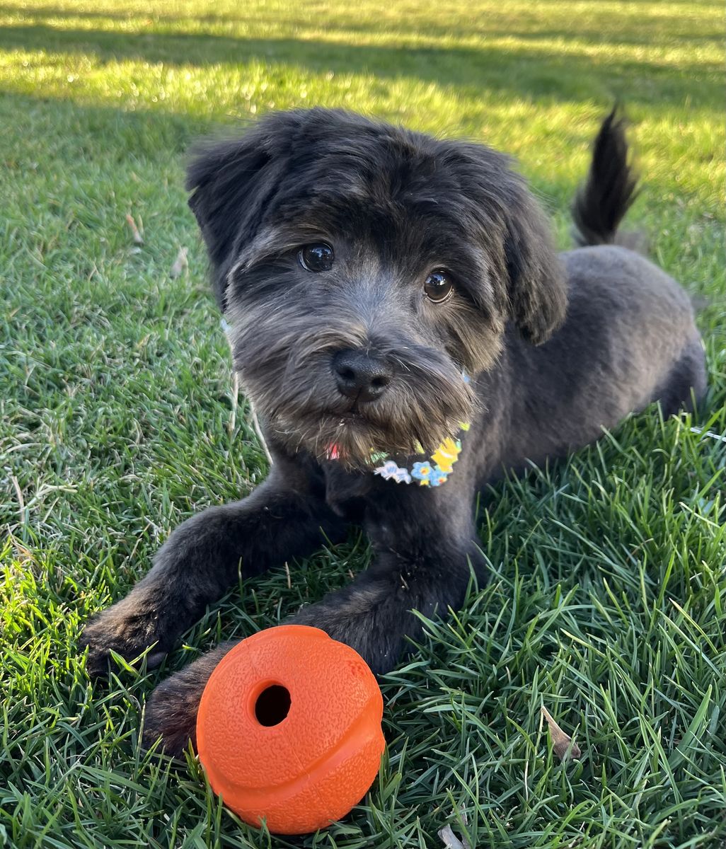 Male Havanese
