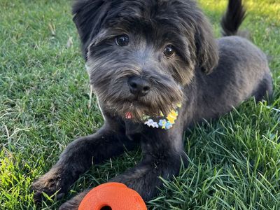 Male Havanese