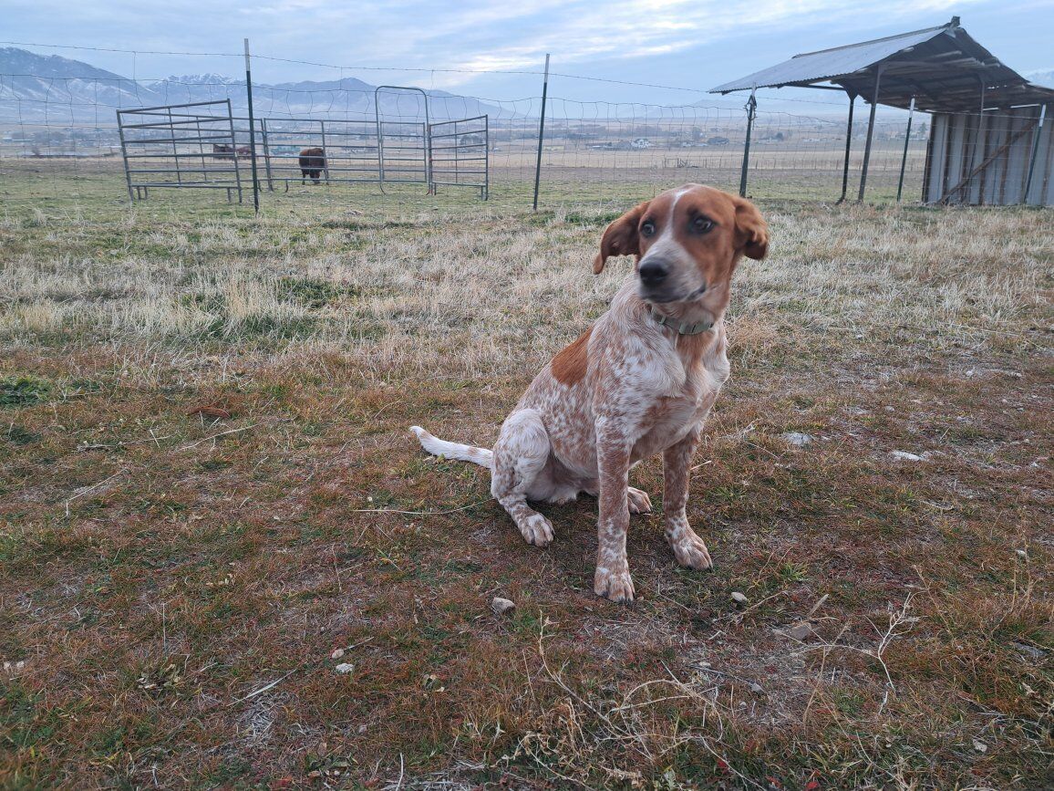 Puppies Red Heeler Mix (5 months)