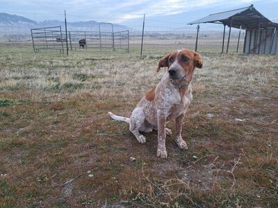 Puppies Red Heeler Mix (5 months)