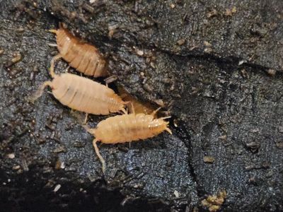 Powder Orange Isopods. 25 for $10