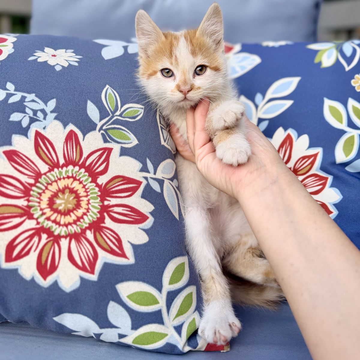 Adorable fluffy male kittens orange striped