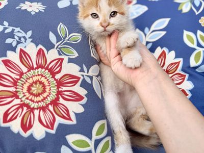 Adorable fluffy male kittens orange striped
