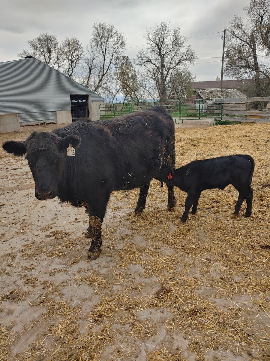 Angus first calf heifer pairs for sale