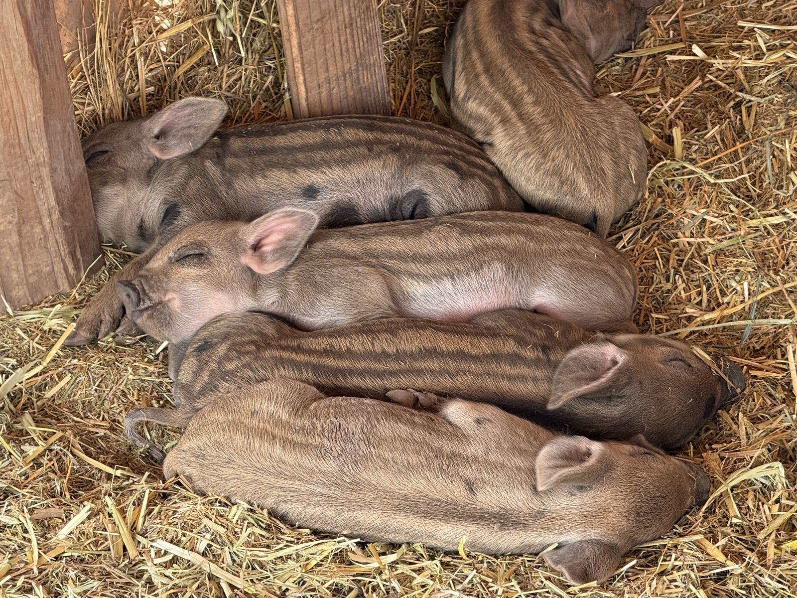 Idaho Pasture / Mangalitsa Piglets - Heritage Breed Farm Animals for Sale