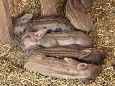 Idaho Pasture / Mangalitsa Piglets - Heritage Breed Farm Animals for Sale