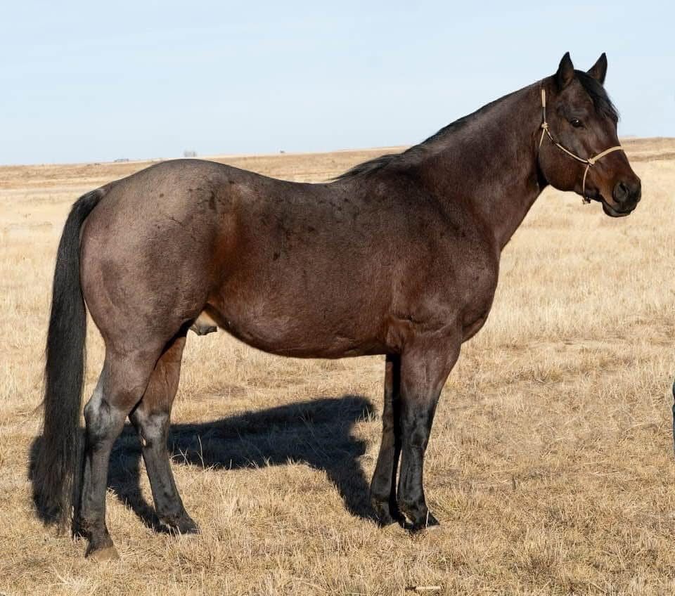 NUMBER NINE WIRE-standing at stud