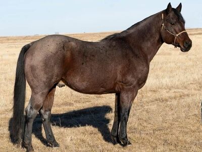 NUMBER NINE WIRE-standing at stud