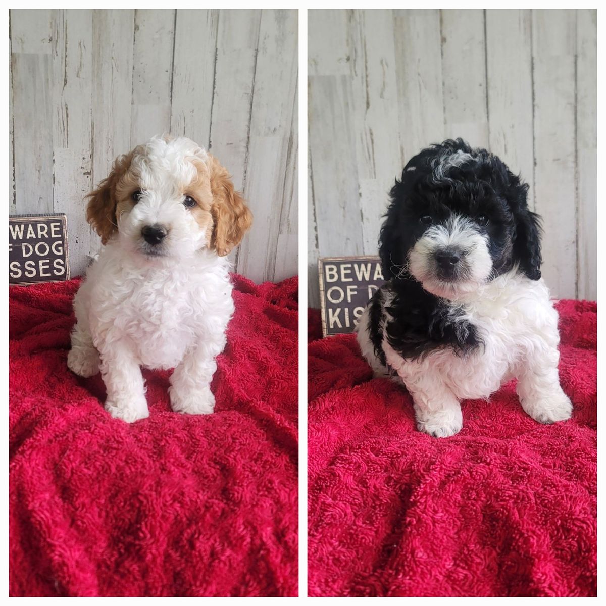 multigen mini goldendoodles / goldendoodle