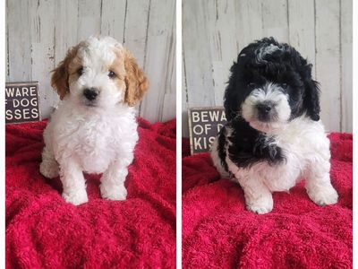 multigen mini goldendoodles / goldendoodle