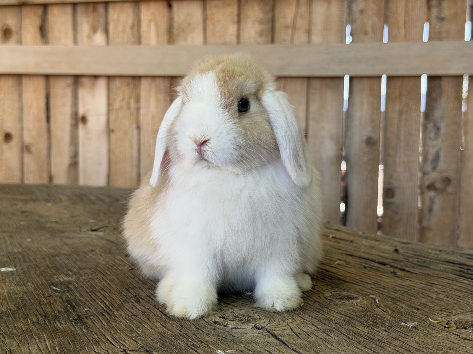 Pedigreed WE VM Holland Lop boy bunny (free delivery to SLC North UT)