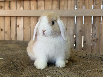 Pedigreed WE VM Holland Lop boy bunny (free delivery to SLC North UT)