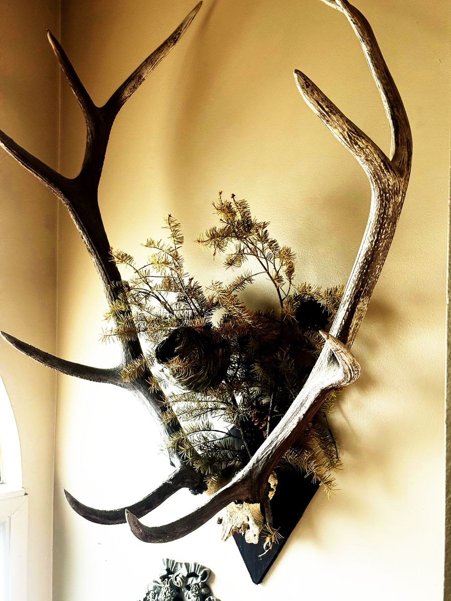 Mounted Elk Antlers taxidermy display with Pine Branches and Nest art pieces that were made and preserved by us.
